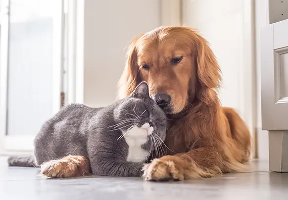 Proteger les animaux - un devoir collectif